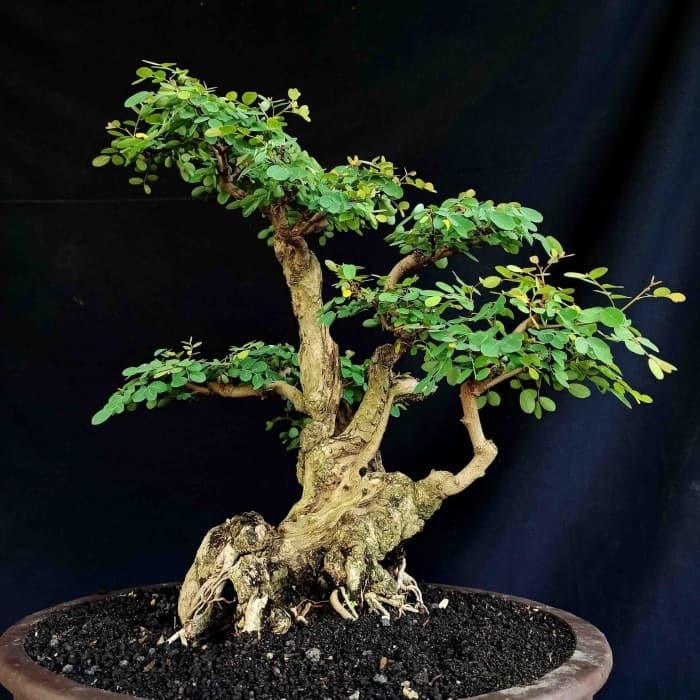 Jual Bonsai Hiasan Taman Pohon Ileng Ileng Mangsian Tua Unik Murah Langka Kab Karanganyar Markas Keris Murah Tokopedia