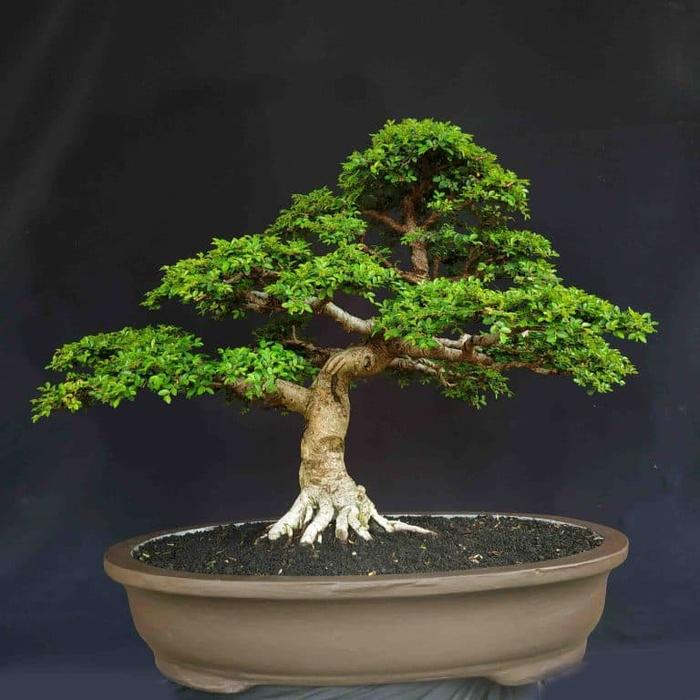 Jual Bonsai Pohon Ulmus Mikro Prospek Juara Kontes Kab Karanganyar Galeri Hiasan Kayu Tokopedia