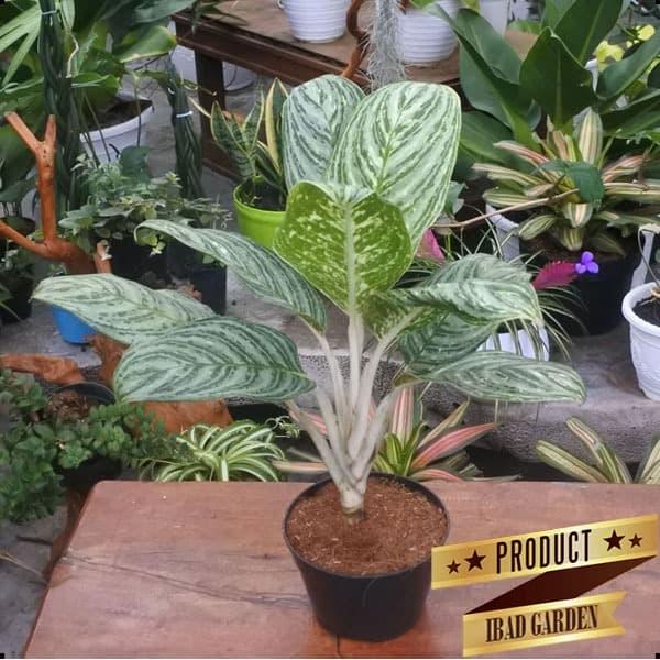 Gambar TANAMAN HIAS DEKORASI INDOOR aglaonema commutatum Var dari ibad garden undefined Tokopedia