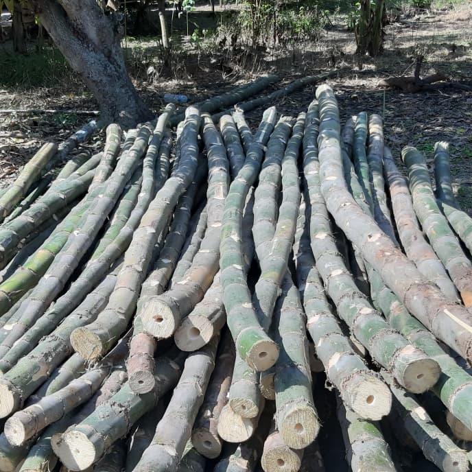 Gambar Bongkotan Bambu Ori 3m dari Kartika Bamboo Sidoarjo undefined Tokopedia