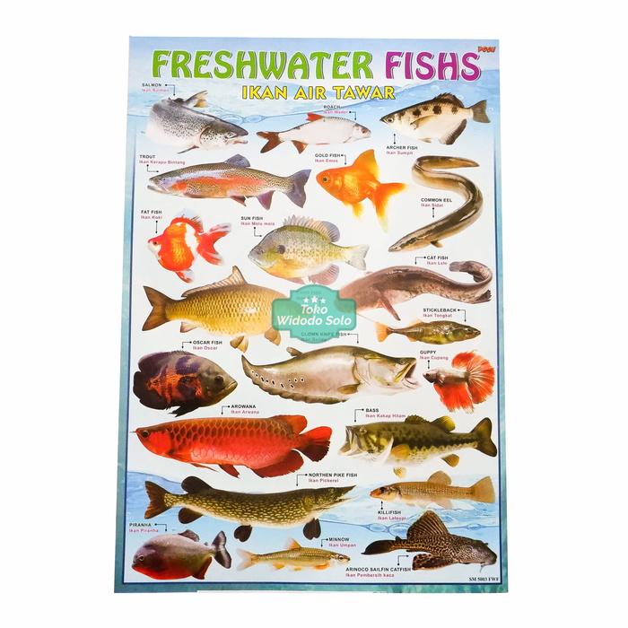 900 Gambar Hewan Air Tawar HD