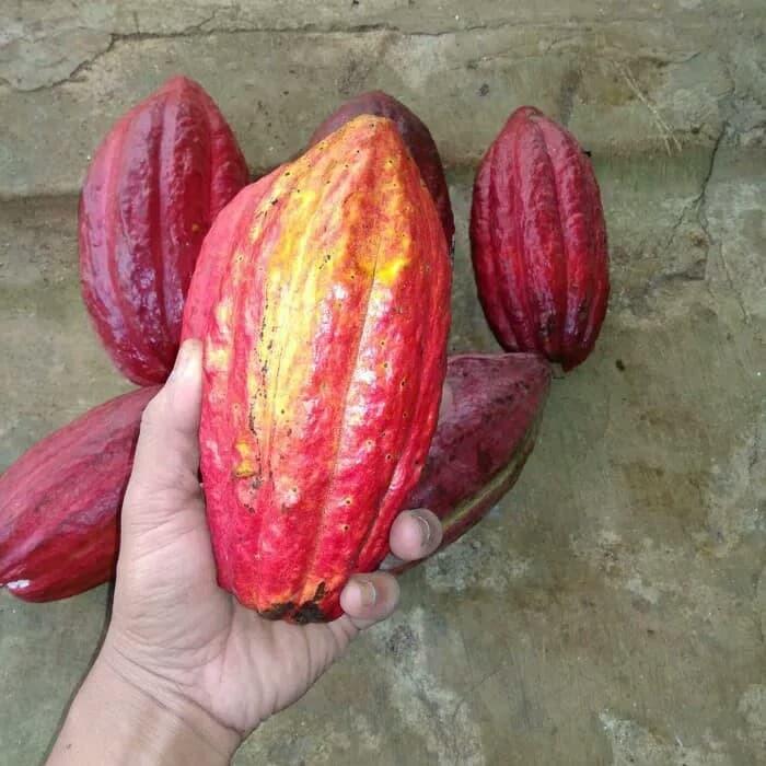 Gambar jual buah kakao caco buah kakao segar buah coklat cokelat dari Toko-Naraya undefined Tokopedia