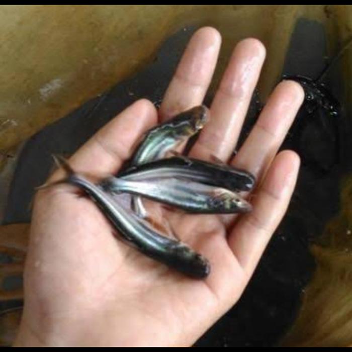 Jual Ikan Bibit Patin Ukuran 4cm Kota Tangerang Selatan Anak Anak Ikan 117 Tokopedia