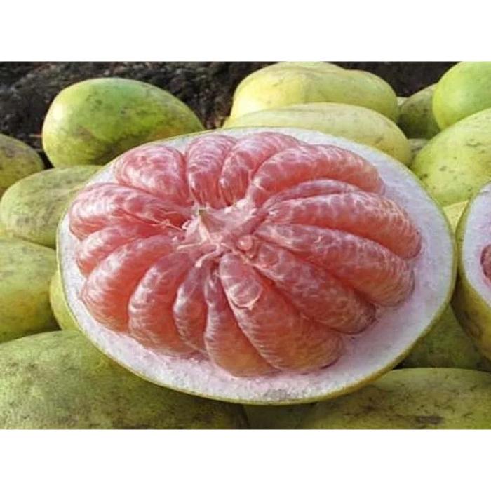 Gambar Buah Jeruk Bali Dari Pasar Buah Murah dari Alruby undefined Tokopedia