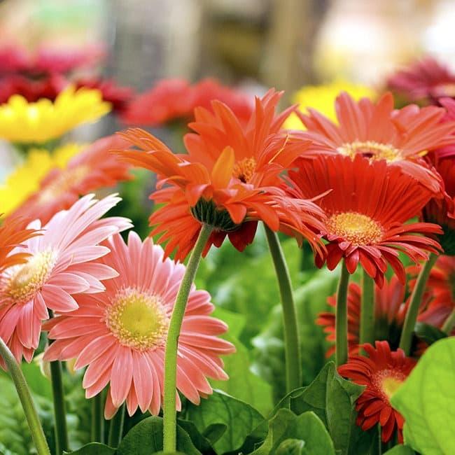 Gambar Bibit / Benih / Seeds Bunga Gerbera Jamesonii Daisy Flower dari Camelia Flowers undefined Tokopedia
