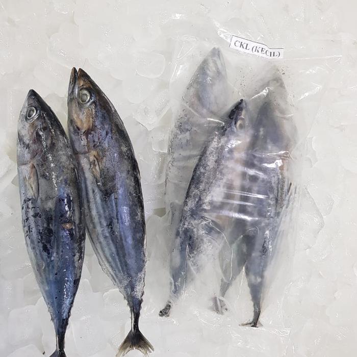 Gambar Ikan Cakalang Frozen dari Arjuna_FrozenFood undefined Tokopedia
