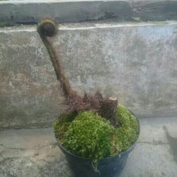Gambar TANAMAN HIAS PAKIS MONYET dari Sakura Herbal Alami undefined Tokopedia