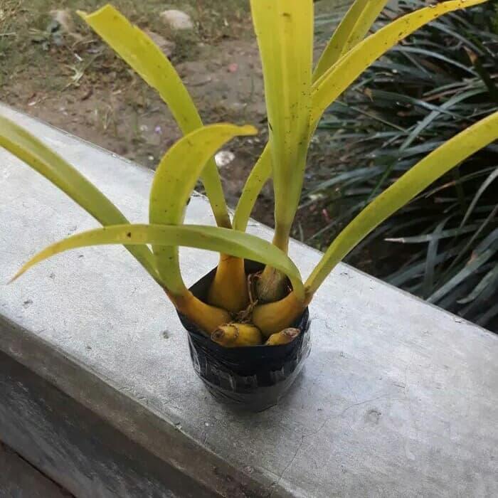 Gambar grosir BIBIT ANGGREK HUTAN LIAR dikirim tanpa media dari Sakura Herbal Alami undefined Tokopedia