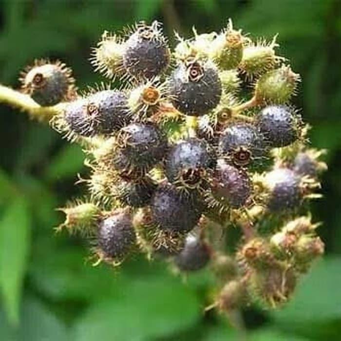 Gambar BUAH HARENDONG/SENGGANI BULU SEGAR dari Sakura Herbal Alami undefined Tokopedia