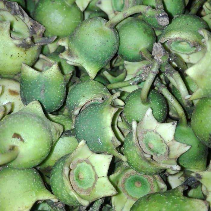 Gambar BUAH JAMBU TANGKALAK/HARENDONG MONYET 500gr dari sallam herbal undefined Tokopedia