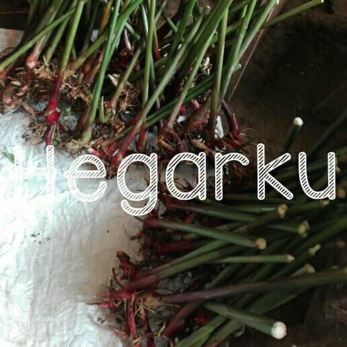Gambar BIBIT KAPULAGA JENIS UNGGUL dari Sakura Herbal Alami undefined Tokopedia
