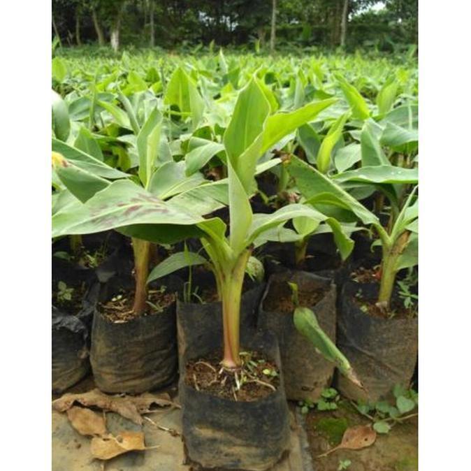 Gambar Bibit Tanaman Buah Pisang Cavendish super dari Agro Bibit Sharga undefined Tokopedia