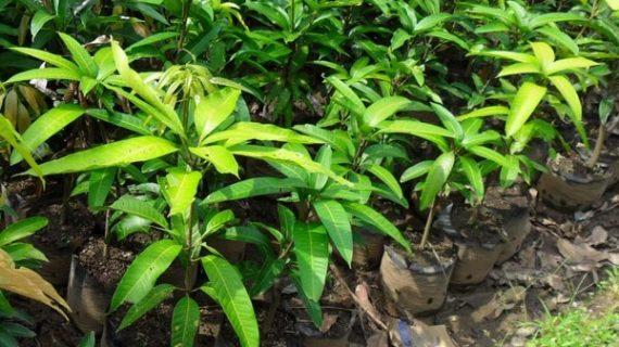 Gambar Bibit Tanaman buah Mangga Arumanis super dari Agro Bibit Sharga undefined Tokopedia