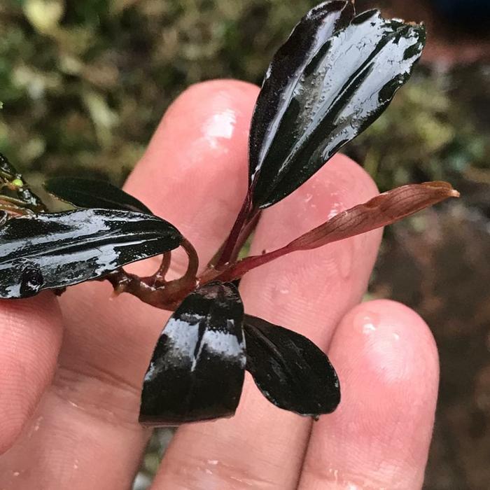 Bucephalandra sp.Ghost kalimantan① Bucephalandra sp.Ghost kalimantan Bucephalandra sp. 