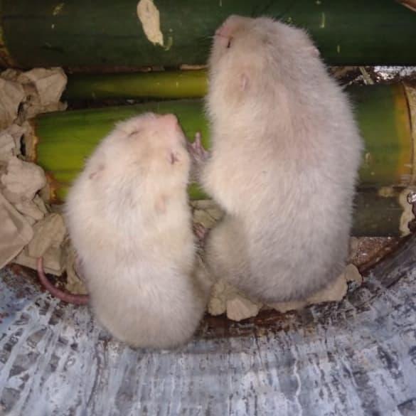 Gambar Tikus Bambu a.k.a Bamboo Rat dari Haris Eksotis320 undefined Tokopedia