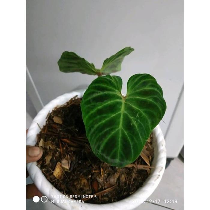 Jual Dijual Tanaman Hias Philodendron Verrucosum Perukosum Limited Jakarta Pusat Rivaldogaleri2047 Tokopedia