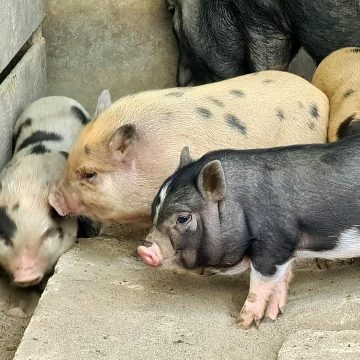 Jual babi mini/ mini pig/ micro pig - Putih - Kab. Banyumas ...