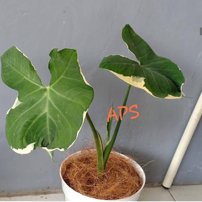 Jual Tanaman Hias Keladi Tikus Varigata Include Pot Jakarta Utara Alena Putri Tokopedia