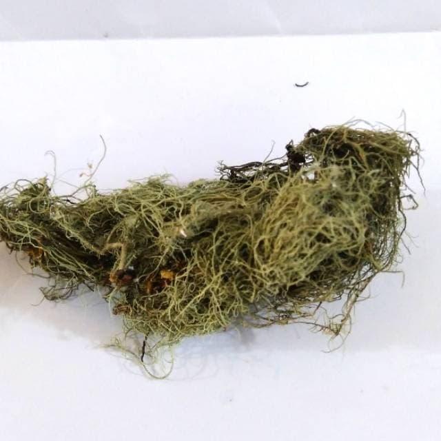 Gambar Kayu Angin Kering / Rasuk Angin 500 gram dari Kusuma Dewi Jogja undefined Tokopedia