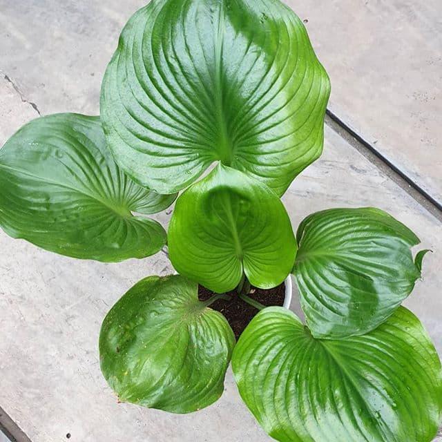 Jual Keladi Tapak Kuda Cladium Tapak Kuda Kab Bogor Ataraxia Tanaman Tokopedia