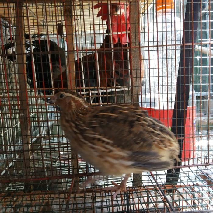 Jual Burung Puyuh Hidup Kota Depok Alfaatt Farm Tokopedia