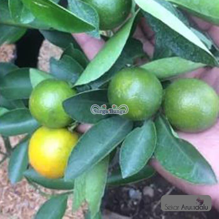 Gambar jeruk kolomonde jeruk lemon cui tanaman bibit buah dalam pot dari Sekar Arumdalu undefined Tokopedia