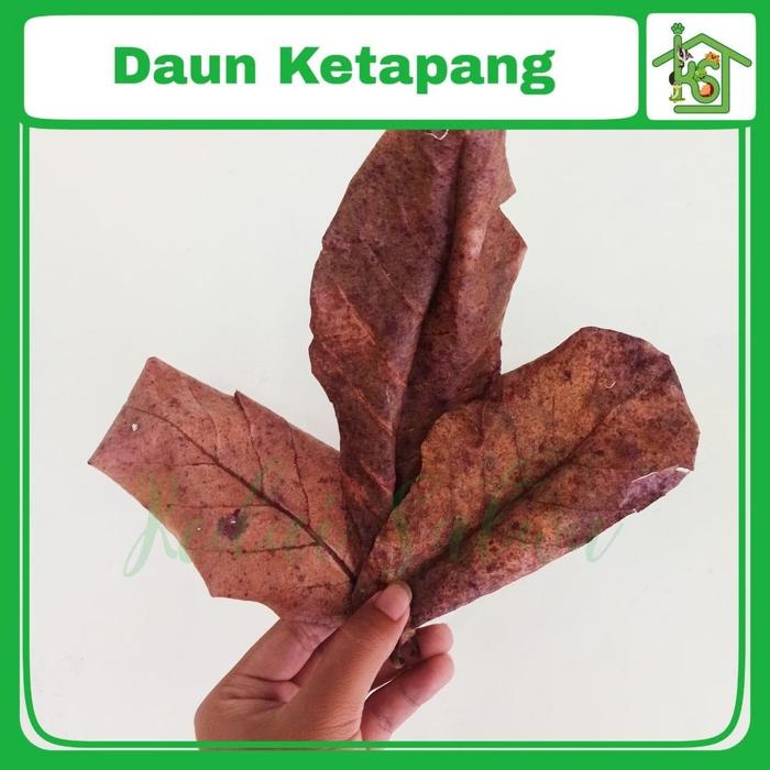 Ribuan Batu Sungai Daun Pokok Terjual Di Shopee Apa Rahsia Peniaga Ini Soyacincau Com