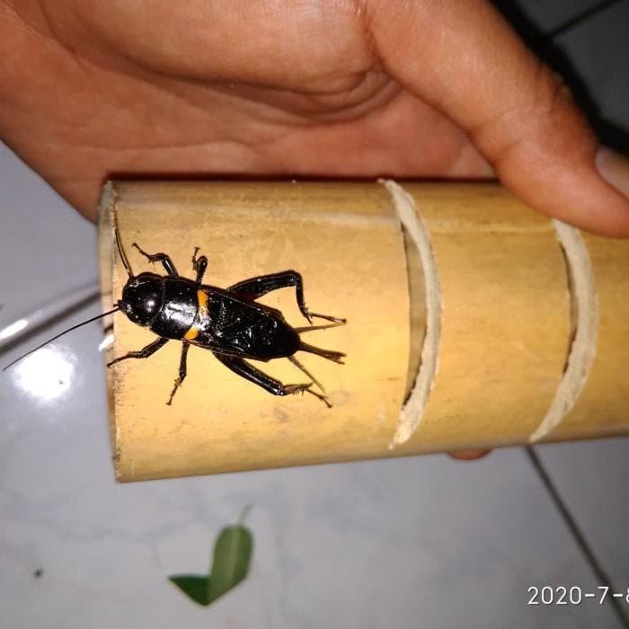 makanan jangkrik alami