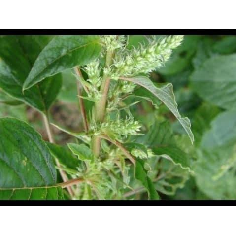 Gambar Bayam Bayem Duri Amaranthus Spinousus Bronkhitis Kencing Nanah ASI Dll dari Syukma Herbal undefined Tokopedia