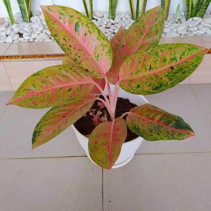 Gambar tanaman hias Aglaonema bigroy - aglonema big roy dari lapakbenih undefined Tokopedia