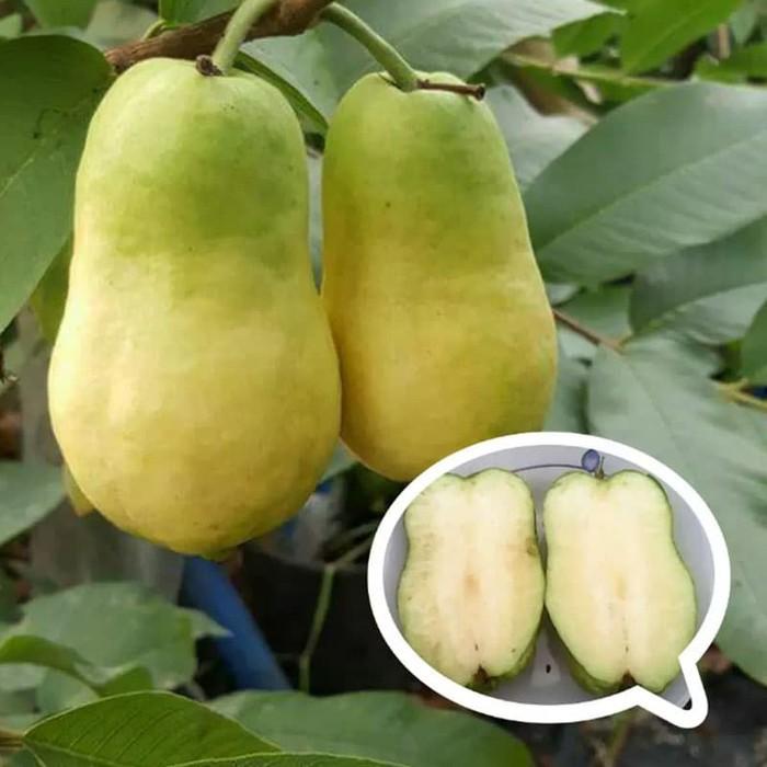 Gambar Bibit Tanaman Jambu Biji Farang THAILAND Non Biji dari Bibit Jaya Unggul undefined Tokopedia