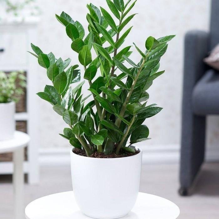 tanaman hias zz plant zamioculcas zamiifolia di Home-flower | Tokopedia