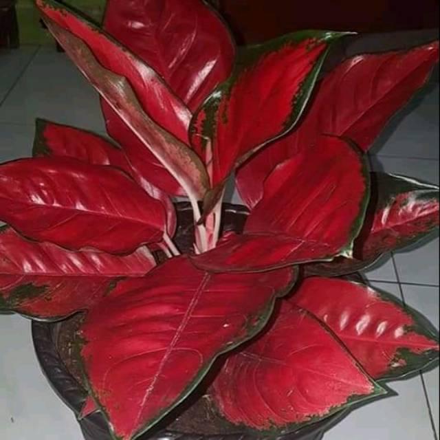 Gambar Tanaman hias aglonema suksom dari Alfatih-garden undefined Tokopedia