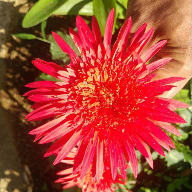 Gambar Tanaman bunga gerbera / hebras - Merah dari MAHKOTA BUNGA FLORA undefined Tokopedia