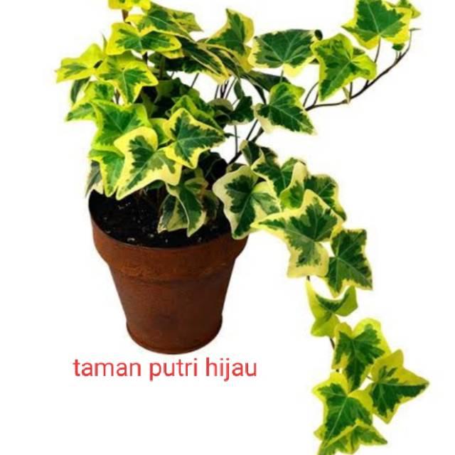 Jual Ivy English Tanaman Hias Gantung English Ivy Variegata Happy Ivy Kab Bogor Only Floris Shop Tokopedia