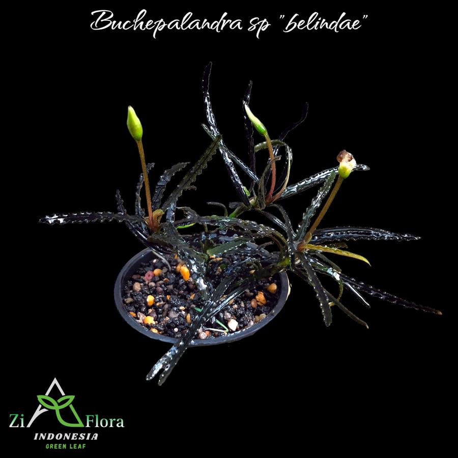 Bucephalandra sp. Belindae Tanaman Hias Aquascape Paludarium Terrarium