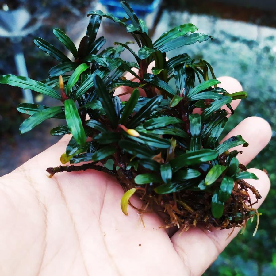 Bucephalandra Red Velvet Clump